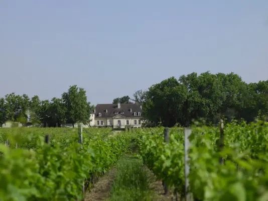 Château Bouscaut - Vignoble