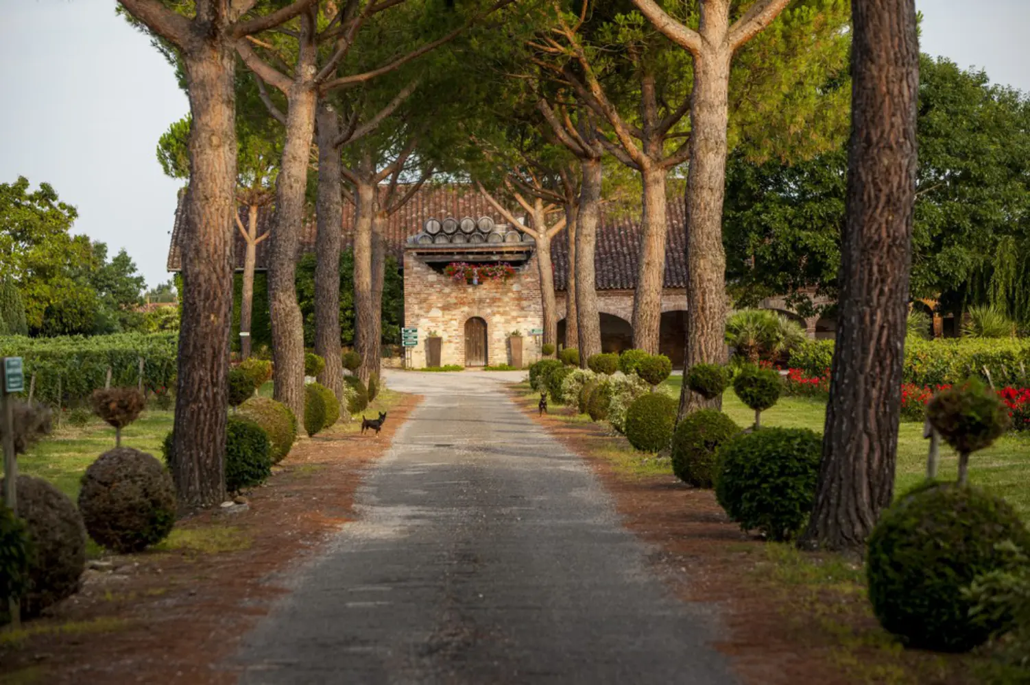 Château Saint Louis - Labastide Saint-Pierre (Tarn-et-Garonne)