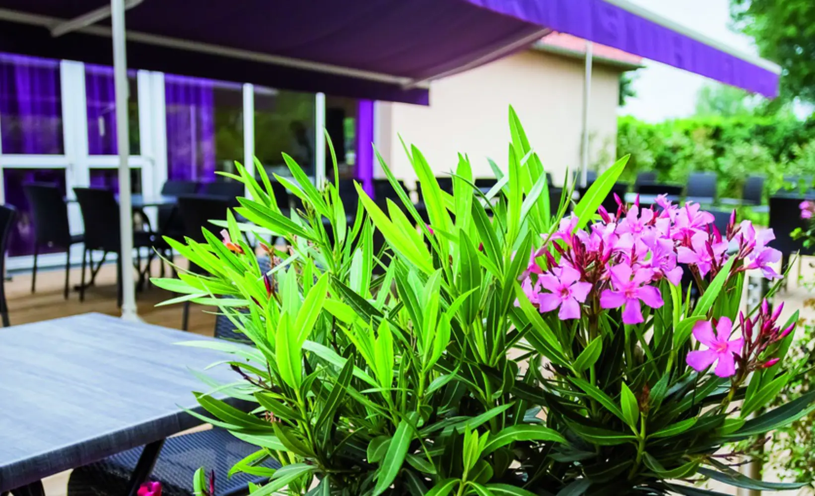 Bress'Saône - Replonges (Ain)