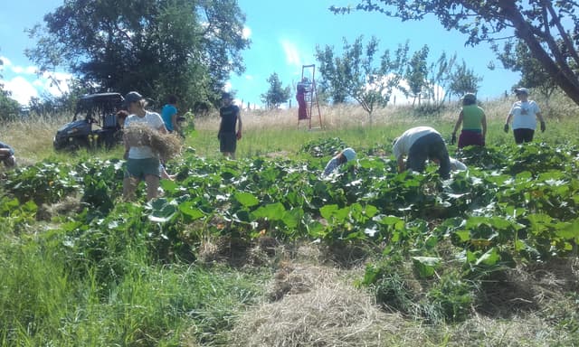 Jardinez dans une ferme permacole - Saint-Pierre-la-Palud (Rhône)