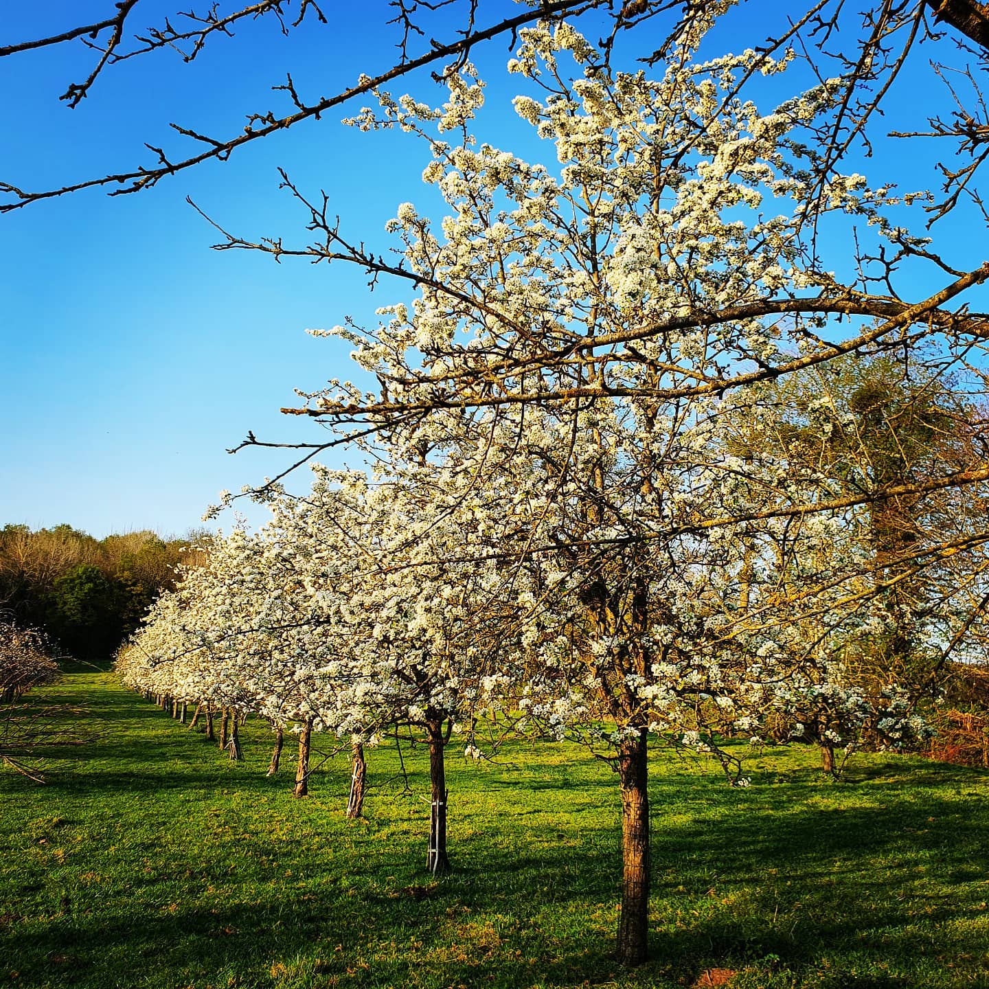 Image de l'activité Les saveurs de Normandie