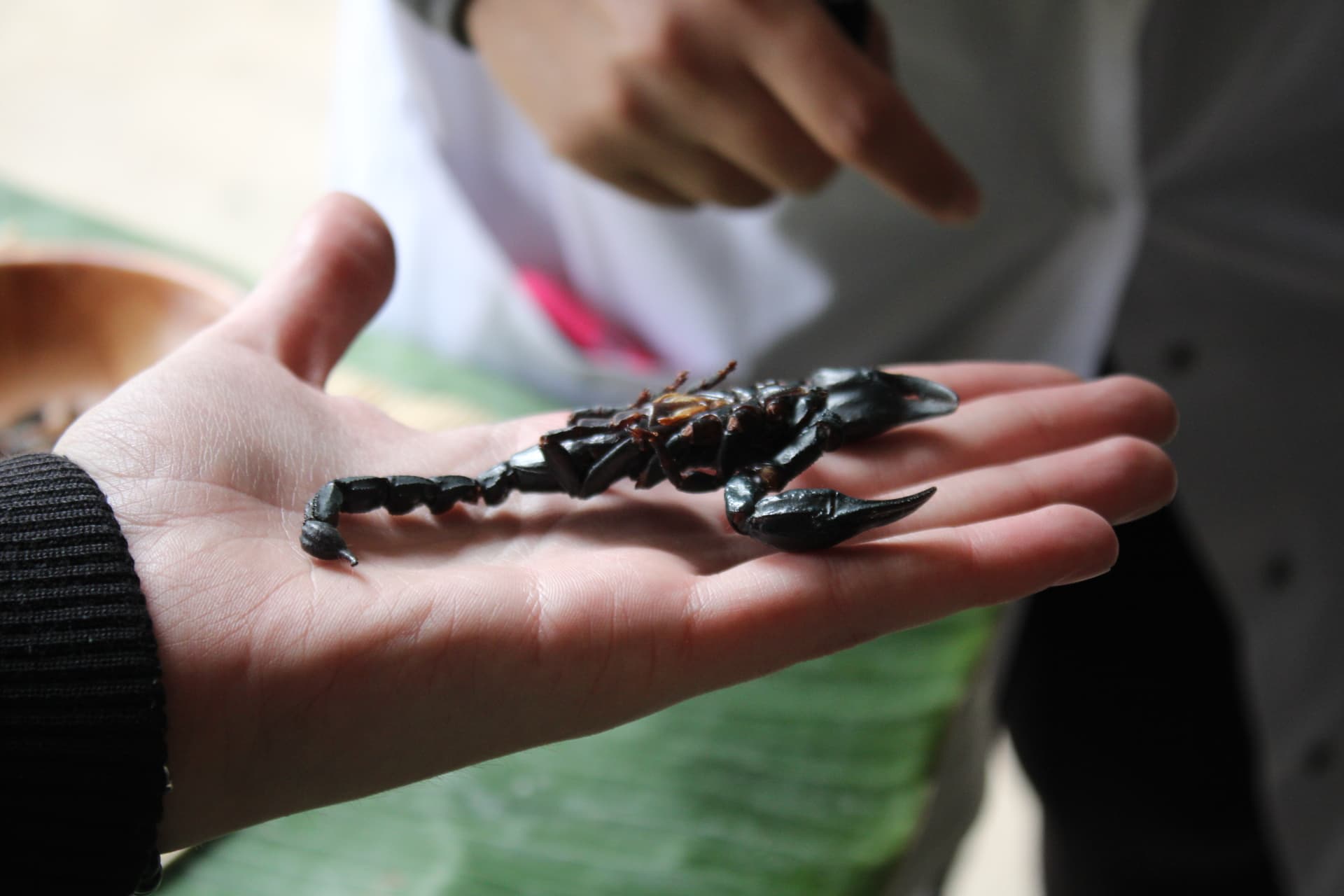 Image de l'activité Manger des insectes