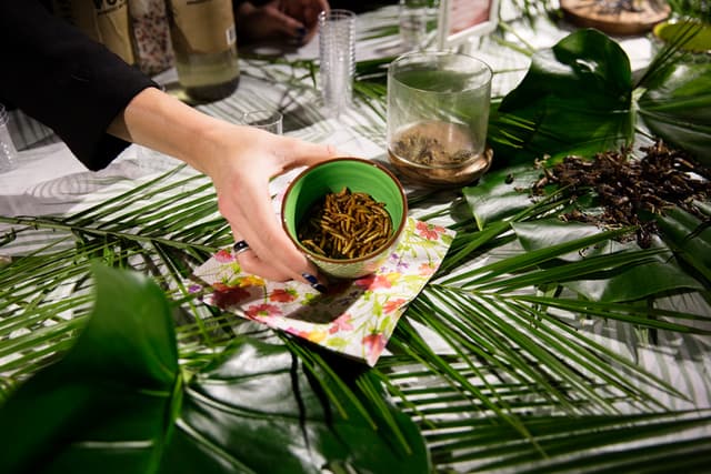 Manger des insectes - PARIS (75)