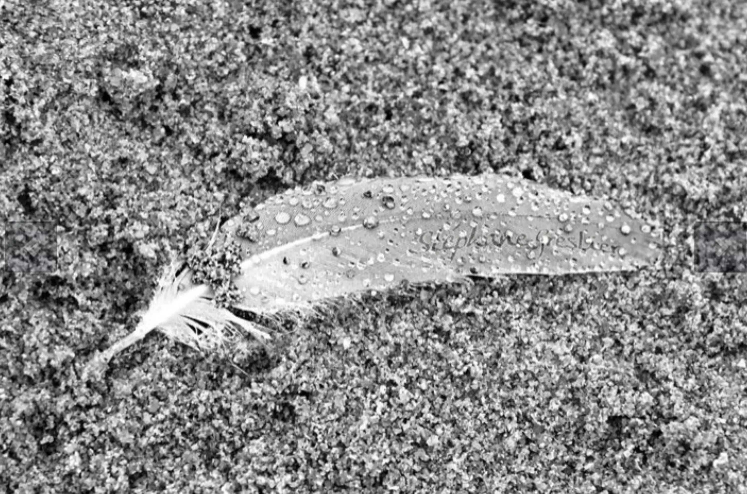 Stéphane Greslier - RENNES (Ille-et-Vilaine)