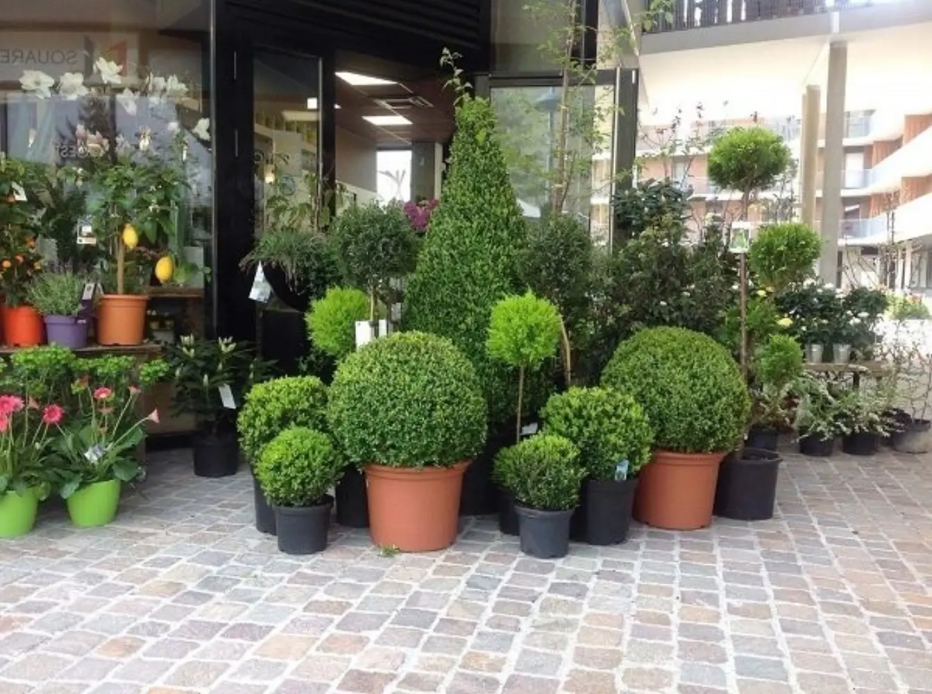 Côté Fleurs - MOUTIERS TARENTAISE (Savoie)