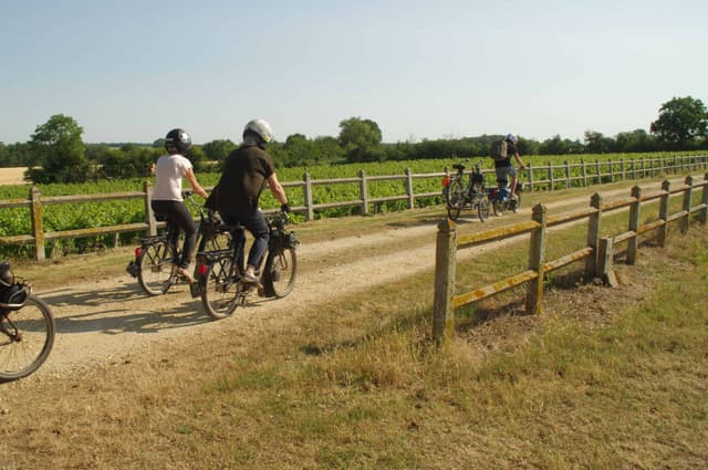 Wine and Solex - Activité originale dans les vignes - LOIRE-AUTHION (49)
