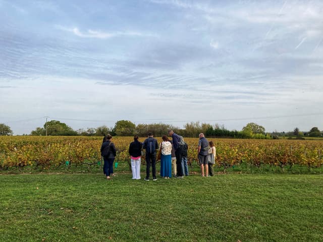 Mission Art et Vin - Chasse au trésor dans les vignes - LOIRE-AUTHION (Maine-et-Loire)
