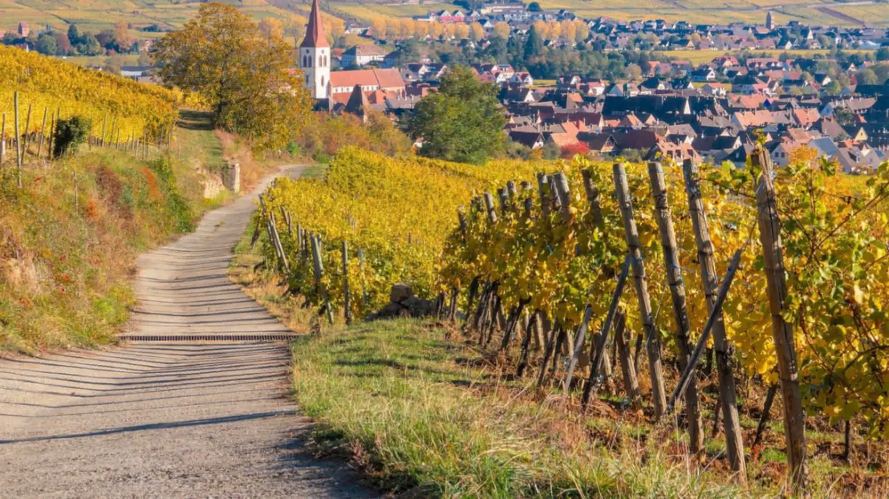 Spot 4 Bikes - BARR (Bas-Rhin)