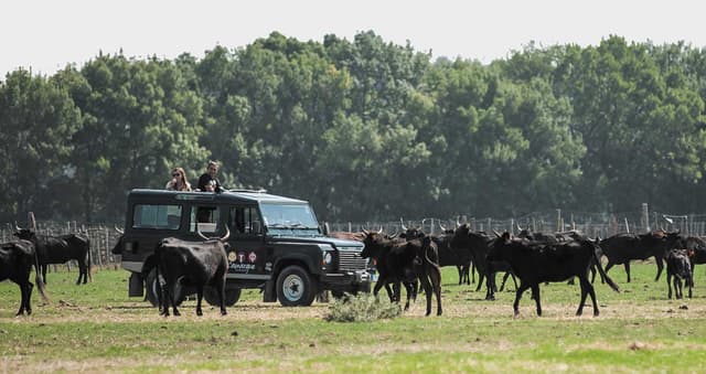 Safari 4X4 - LE GRAU-DU-ROI (30)