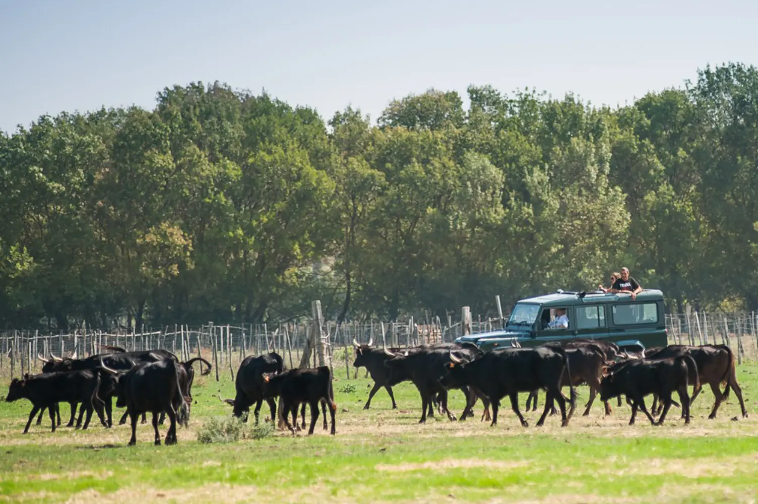 Camargue Autrement - LE GRAU-DU-ROI (Gard)