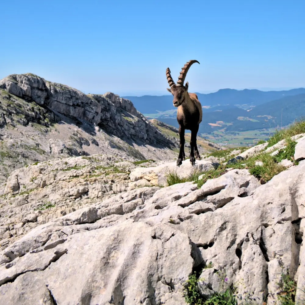 Altimood : Team Building Nature et Montagne - SAINT-FIRMIN (Hautes-Alpes)