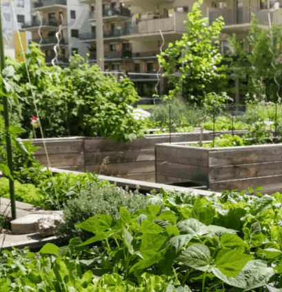 Responsabilité – Atelier Infusions & Plantes Aromatiques avec Fraise & Ciboulette - Grenoble (38)