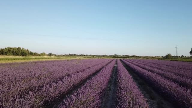 Visite Guidée - Bellegarde (30)