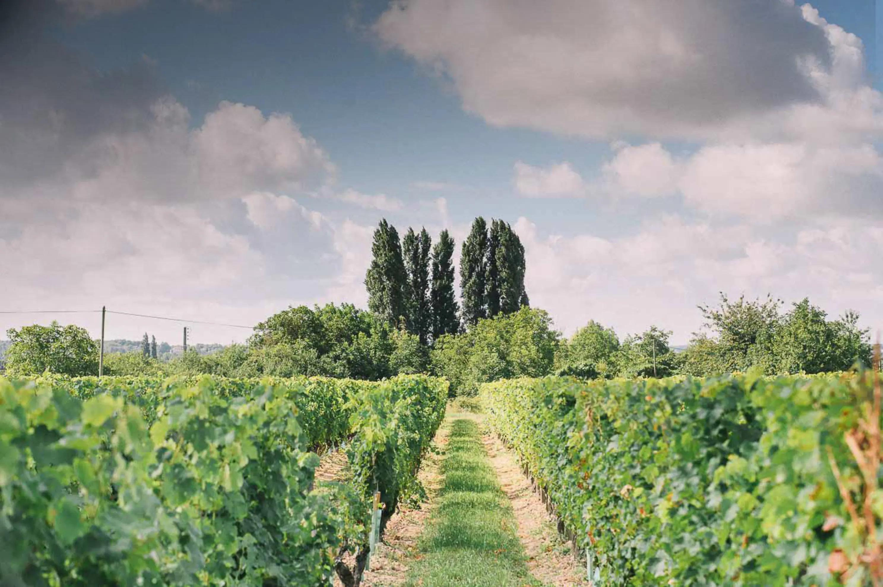Domaine de Noiré - Chinon (Indre-et-Loire)