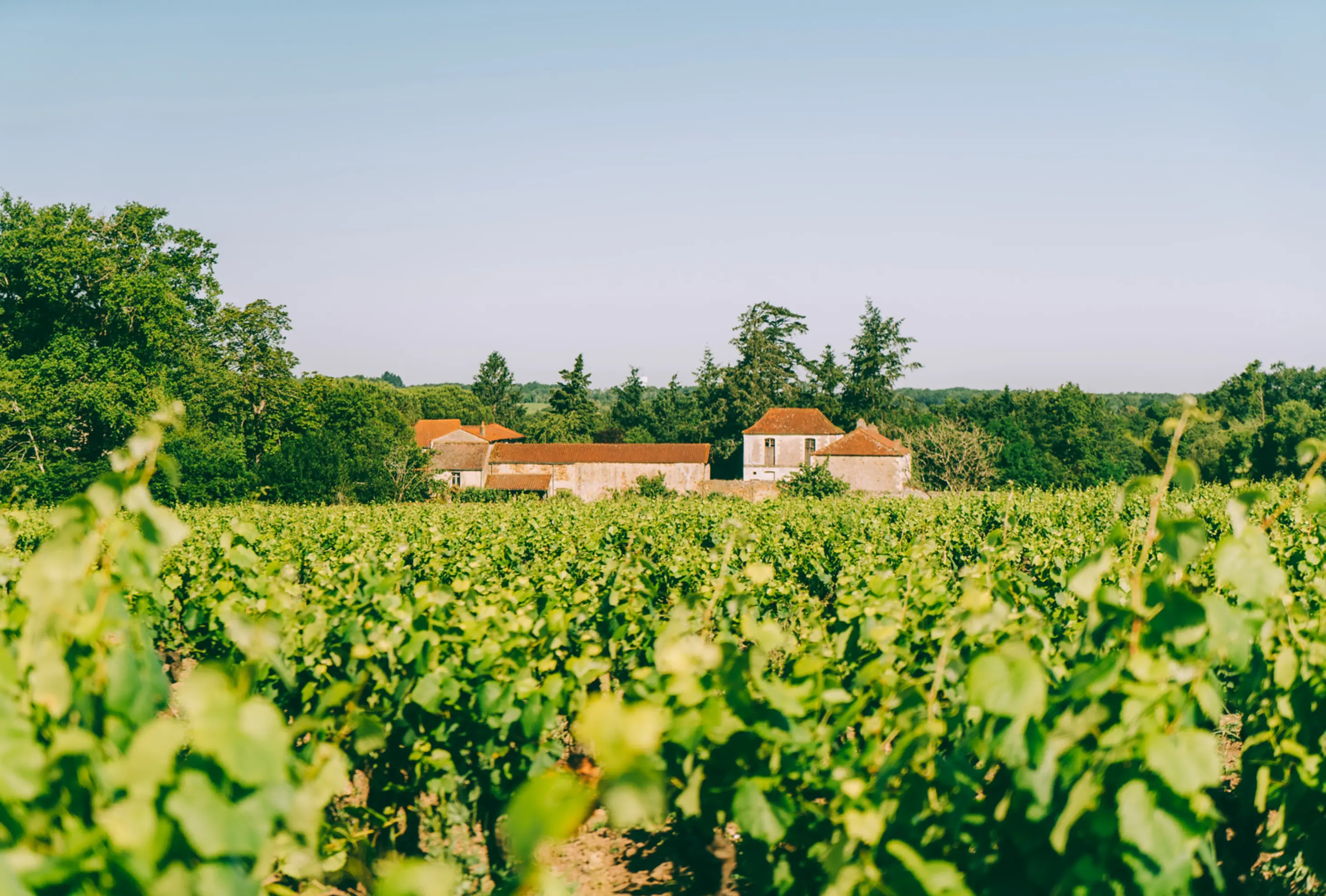 Ipervin - SAINT-MALON-SUR-MEL (Ille-et-Vilaine)