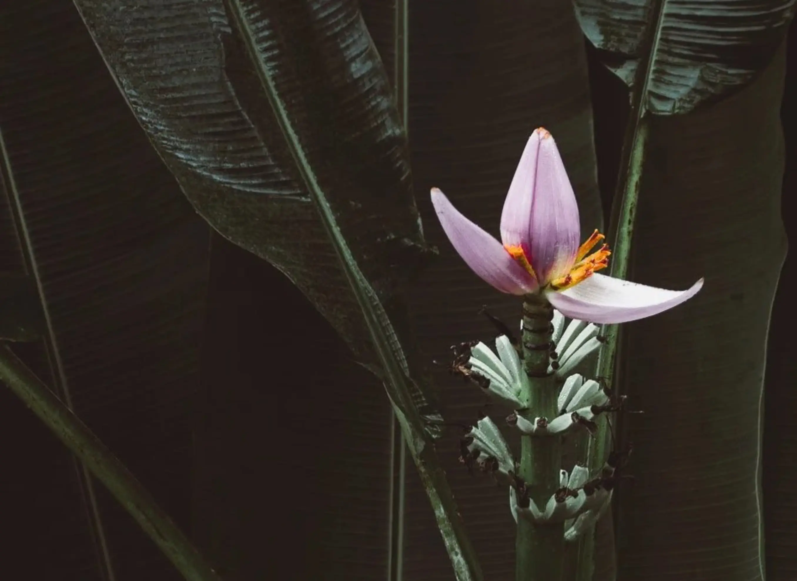 Bois Corail - Saint-Denis (La Réunion)