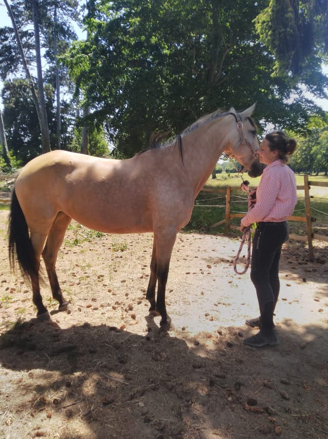 Fugues équestres, équicoaching - Montluel (01)