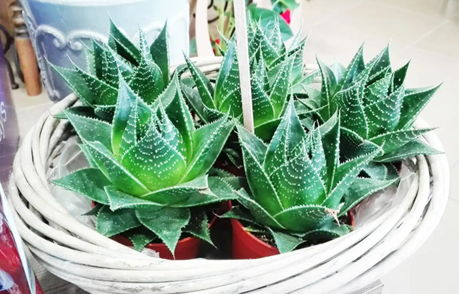 Image de l'établissement Fleurs and Co