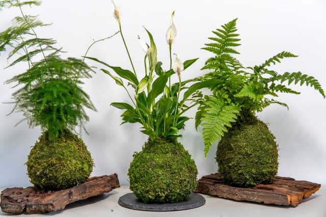 Atelier végétal KOKEDAMA - NANTES (44)