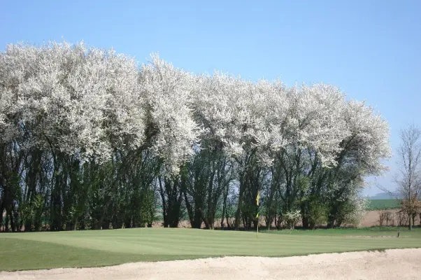 Golf Club du Grand Amiens - le golf en hiver
