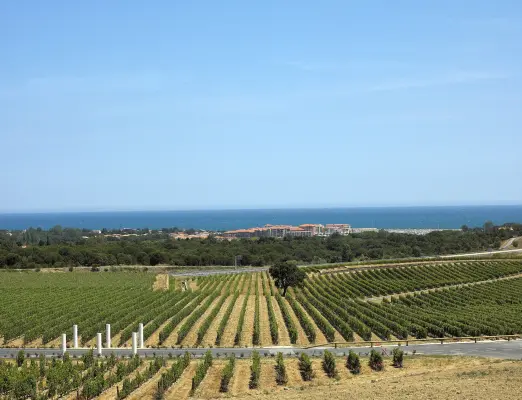 Résidence Mer et Golf Port-Argelès - Visite et dégustation de vin
