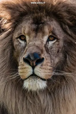 Touroparc Zoo - Major, le lion