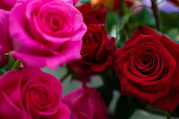 Raphaële Fleurs - Roses