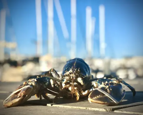La Cotriade - Crabe